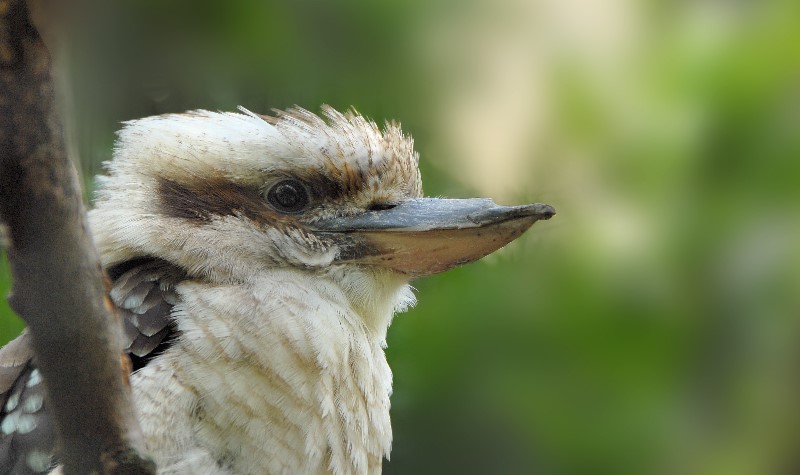 Lachender Hannes (Dacelo gigas)